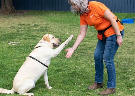 Free dog training. Things To Know About Free dog training. 